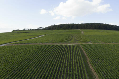 Vue aérienne drone Celles sur Ource - Vignoble Daniel Deheurles et Filles