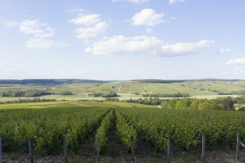 Vue aérienne drone Celles sur Ource - Vignoble Daniel Deheurles et Filles